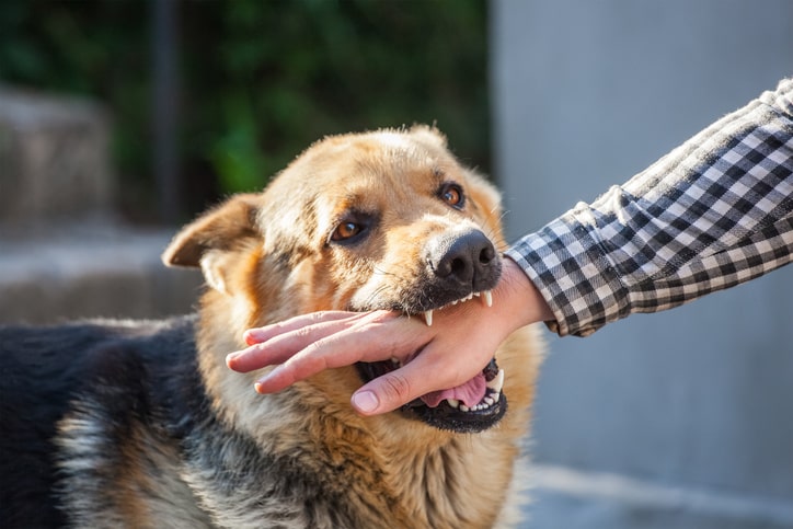 Who Can Be Held Liable for Dog Bite Injuries in California