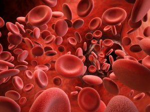 blood platelets