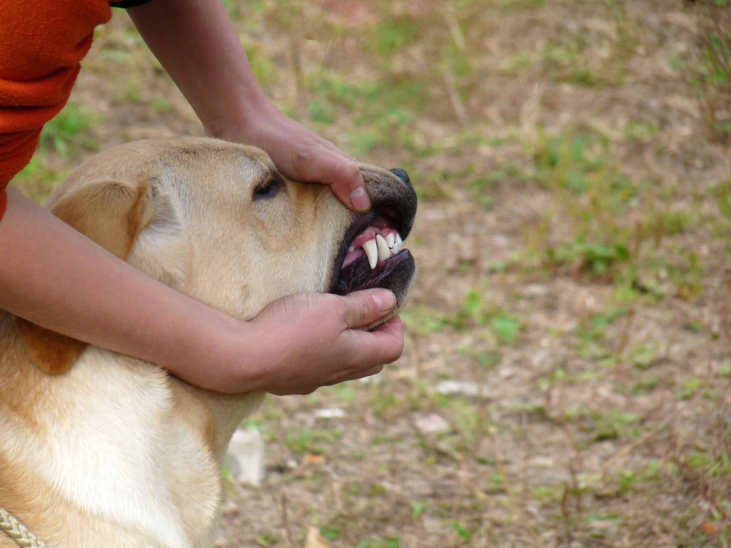 Dog Bite Injuries
