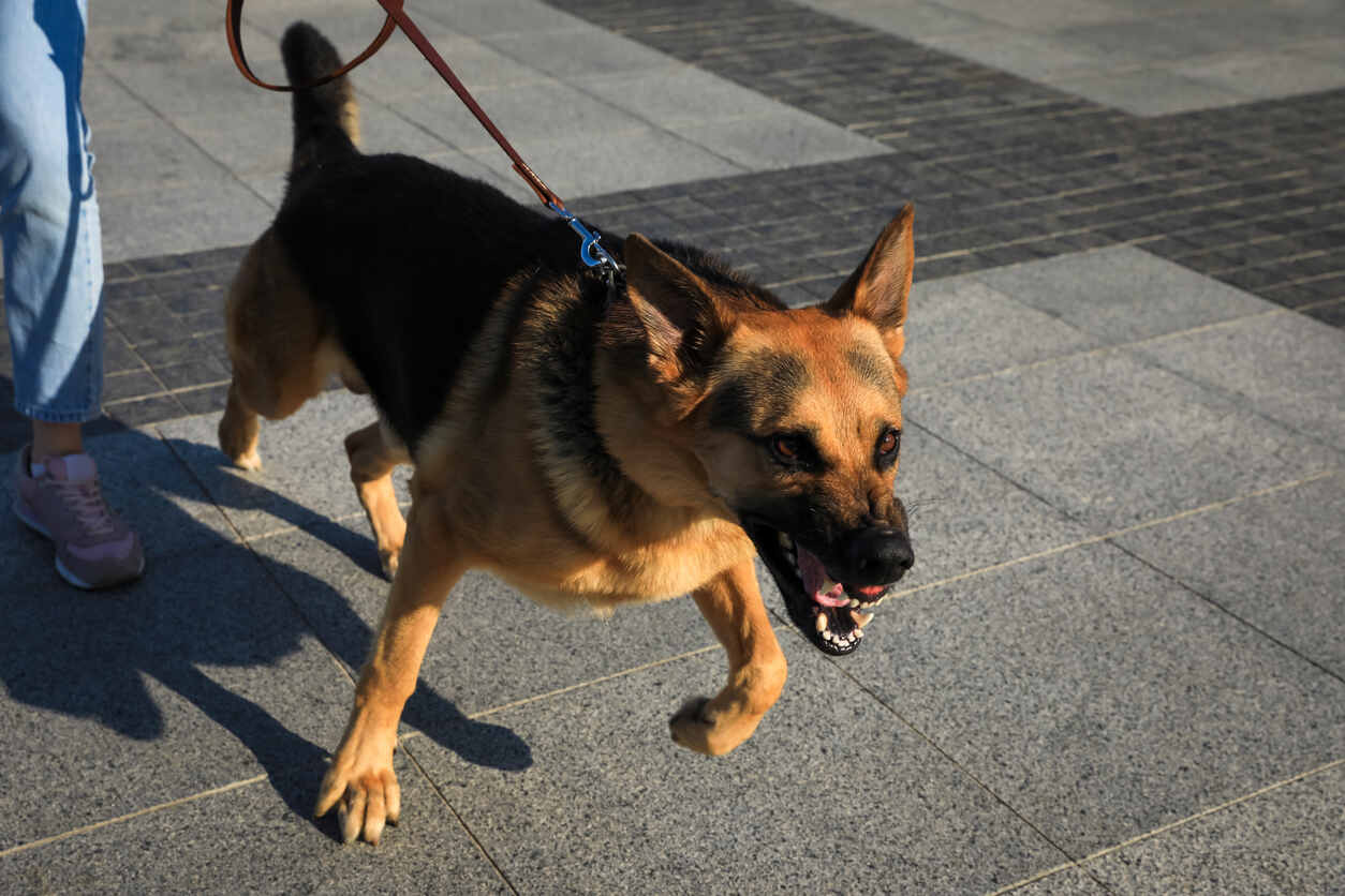 angry dog and owner 