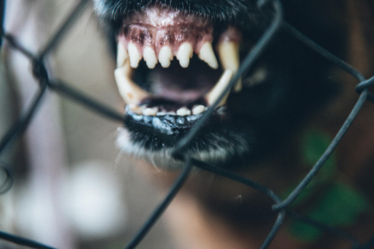 Close-Up Of Dog teeth