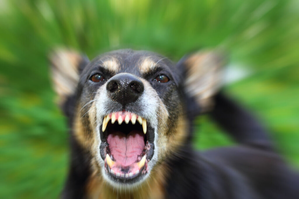 dog barking