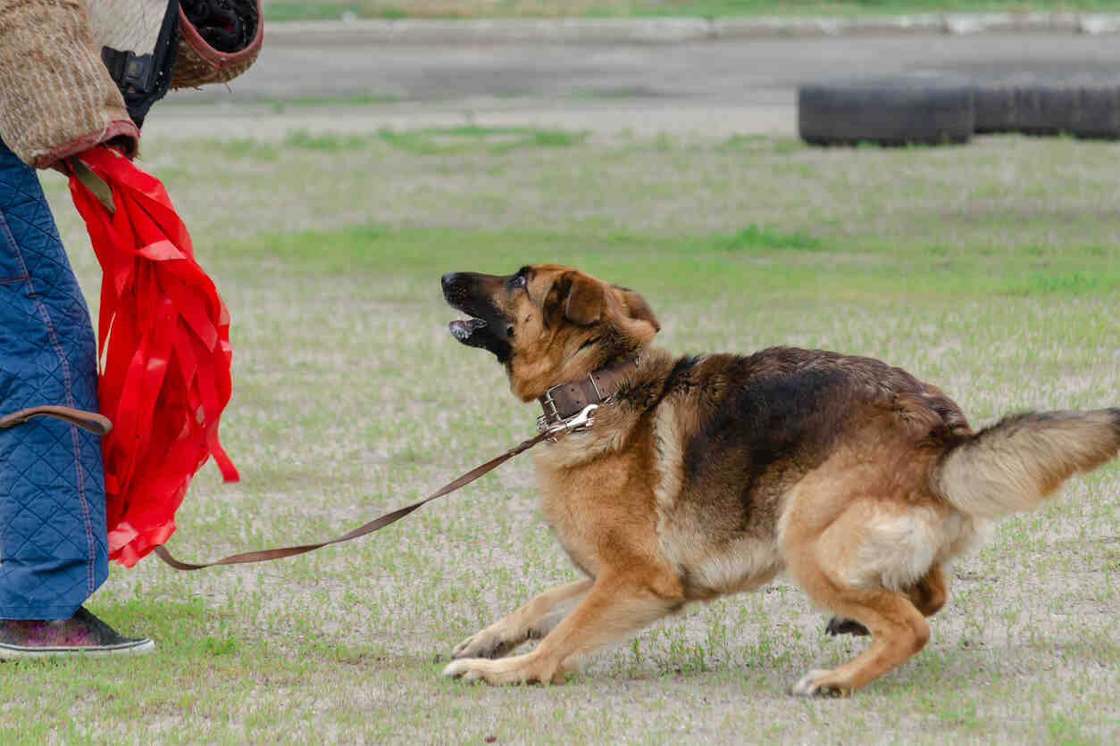 When Pet Owners Fail to Control Aggressive Dogs: Legal Options for Bite Victims in California