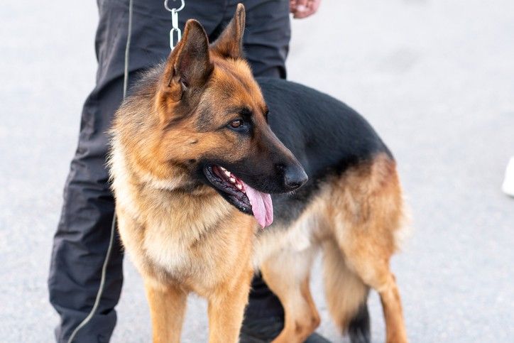 Close-up of a well-behaved German Shepherd dog, representing the legal concept of dog owner liability in California.