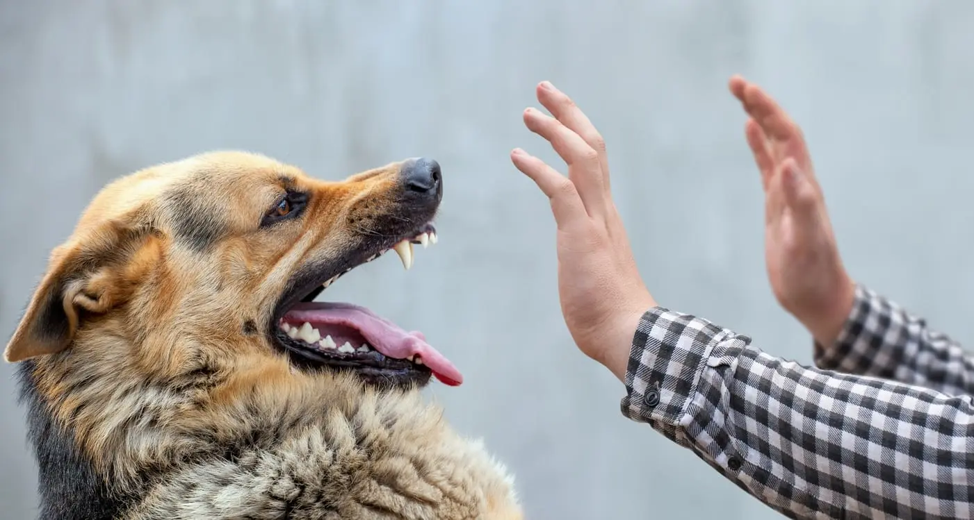Dog Attacks