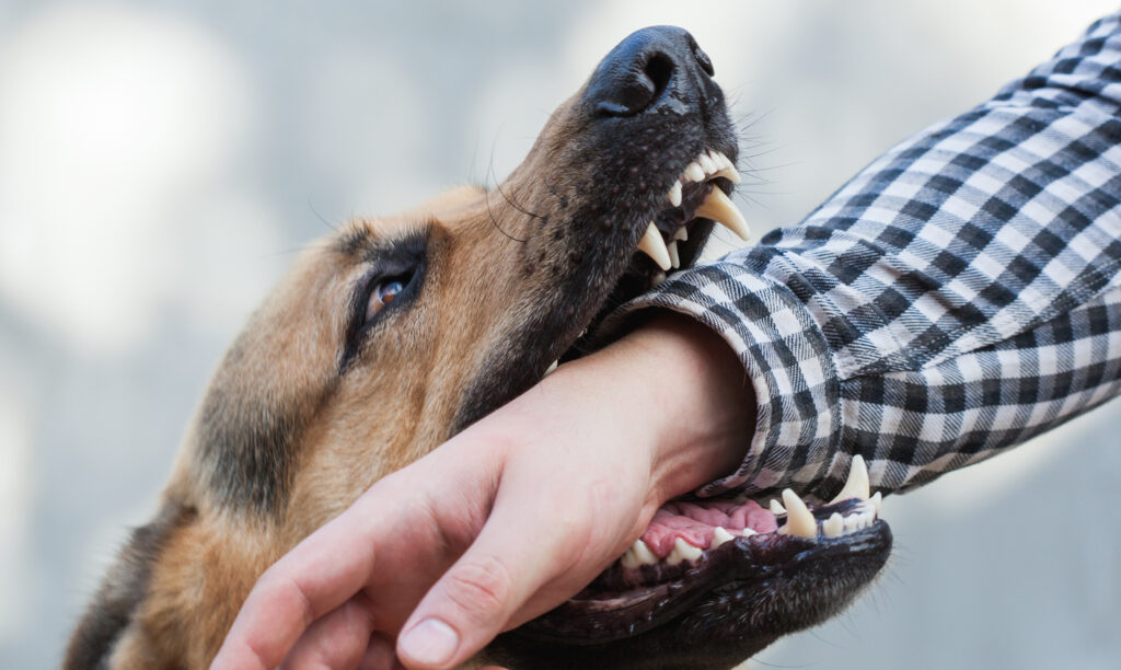 Dog Bite Injuries Exceed Insurance Policy